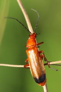 <i>Rhagonycha fulva</i>