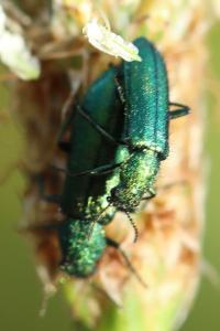 <i>Psilothrix viridicoerulea</i>