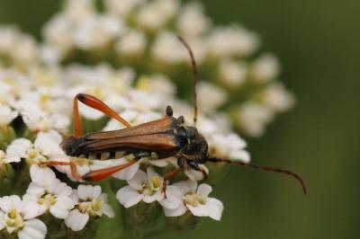 <i>Stenopterus rufus</i>