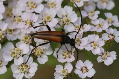 <i>Stenurella melanura</i>