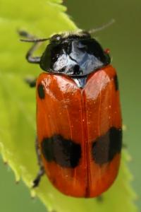 <i>Clytra laeviuscula</i>