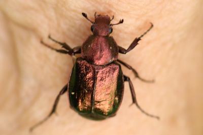 <i>Gnorimus nobilis</i>