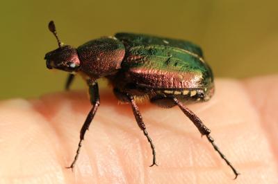 <i>Gnorimus nobilis</i>