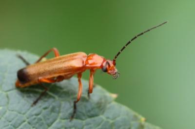 <i>Rhagonycha fulva</i>
