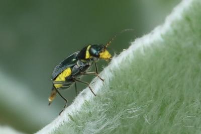 <i>Clanoptilus elegans</i>