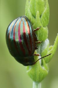 <i>Chrysolina americana</i>