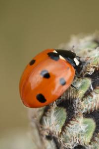 <i>Coccinella septempunctata</i>