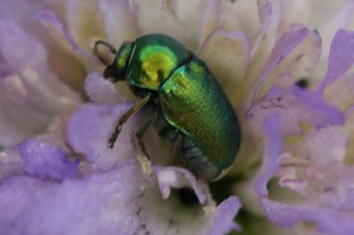 <i>Cryptocephalus</i>