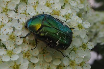 <i>Cetonia aurata</i>