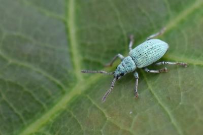 <i>Polydrusus planifrons</i>