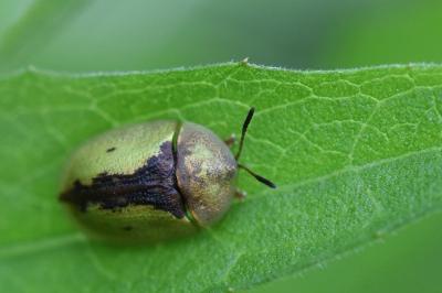 <i>Cassida vibex</i>