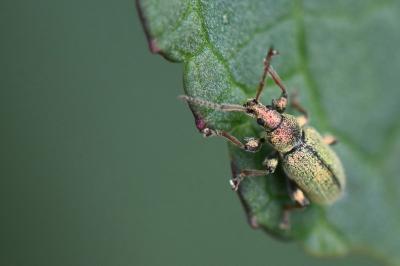<i>Phyllobius betulinus</i>