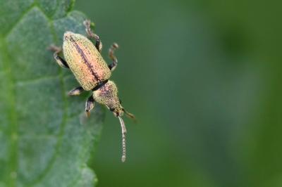 <i>Phyllobius betulinus</i>