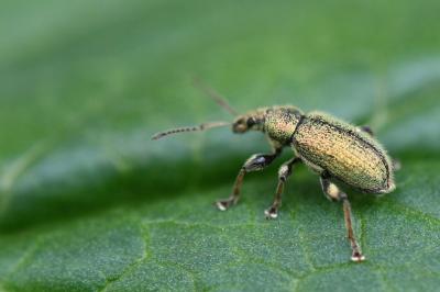 <i>Phyllobius betulinus</i>