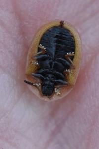 <i>Cassida vibex</i>
