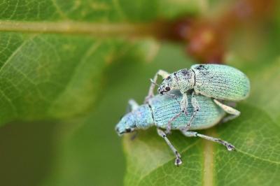 <i>Polydrusus planifrons</i>