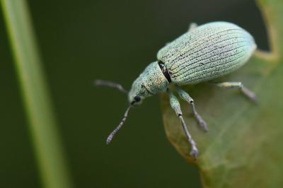 <i>Polydrusus planifrons</i>