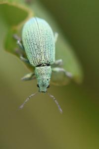 <i>Polydrusus planifrons</i>