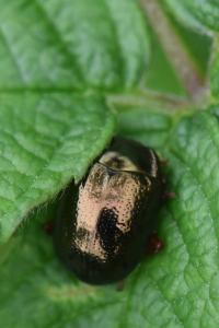 <i>Chrysolina bankii</i>