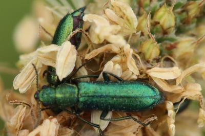<i>Psilothrix viridicoerulea</i>