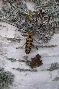 <i>Saperda scalaris</i>