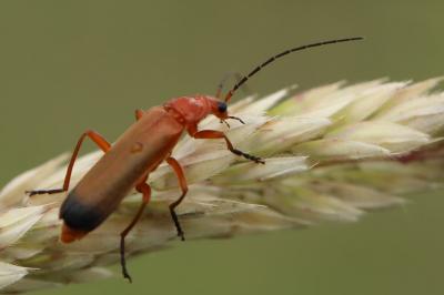 <i>Rhagonycha fulva</i>