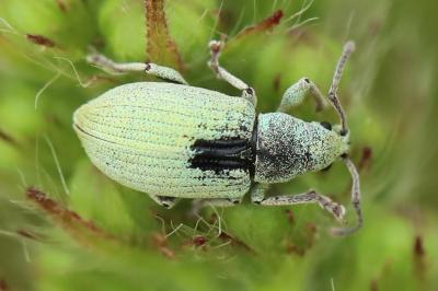 <i>Polydrusus planifrons</i>