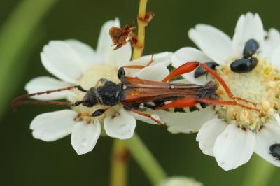 <i>Stenopterus rufus</i>