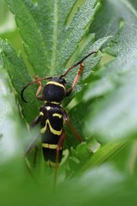 <i>Clytus arietis</i>