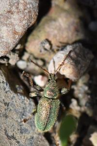 <i>Phyllobius betulinus</i>