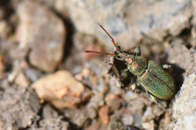 <i>Phyllobius betulinus</i>