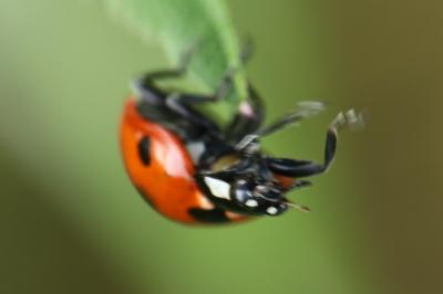 <i>Coccinella septempunctata</i>