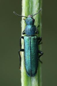 <i>Psilothrix viridicoerulea</i>