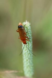 <i>Rhagonycha fulva</i>
