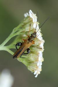 <i>Oedemera podagrariae</i>