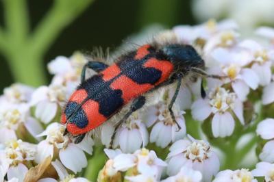 <i>Trichodes alvearius</i>