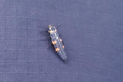 <i>Coccinella septempunctata</i>