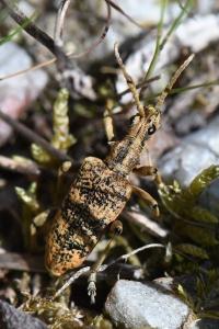 <i>Rhagium sycophanta</i>