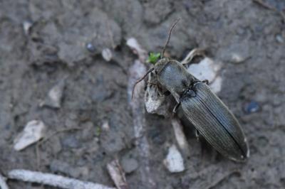 <i>Agriotes pilosellus</i>