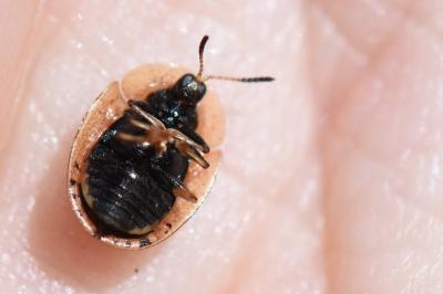 <i>Hypocassida subferruginea</i>