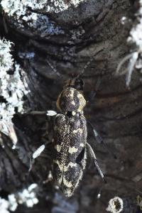 <i>Xylotrechus rusticus</i>