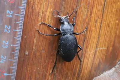 <i>Carabus coriaceus</i>