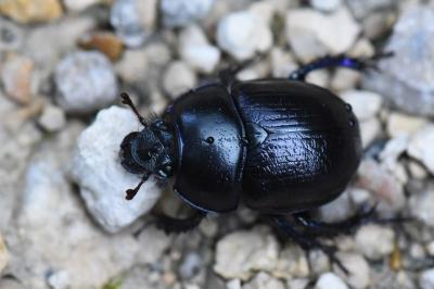 <i>Anoplotrupes stercorosus</i>