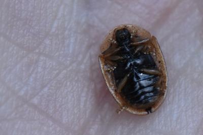 <i>Hypocassida subferruginea</i>