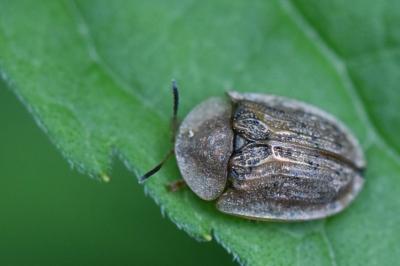 <i>Hypocassida subferruginea</i>