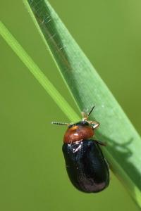 <i>Smaragdina salicina</i>