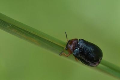 <i>Smaragdina salicina</i>