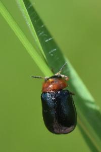 <i>Smaragdina salicina</i>