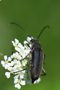 <i>Anastrangalia dubia</i>
