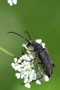 <i>Anastrangalia dubia</i>